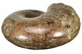 Honey-Orange Ammonite (Argonauticeras) - Befandriana, Madagascar #241030-6